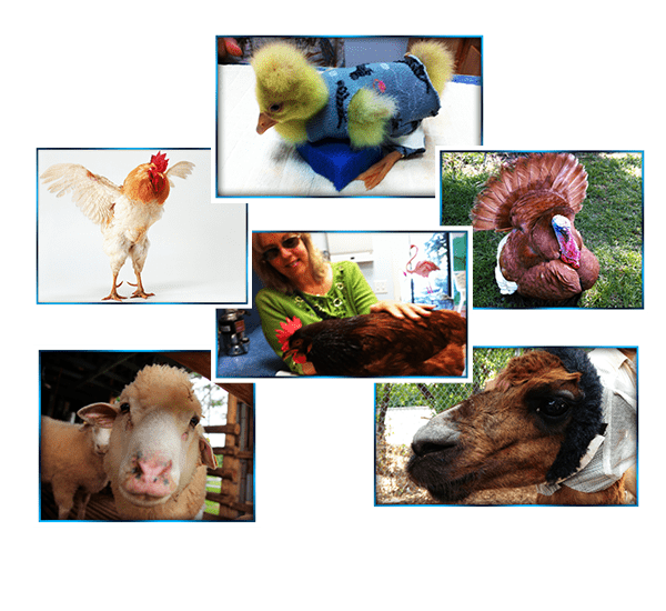 Small Farm Animals